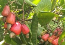 Sakassou: Les producteurs de noix de cajou sensibilisés à la vente groupée