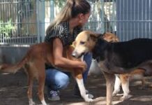 Les populations de Sakassou exhortées à se faire vacciner et à faire vacciner leurs animaux…